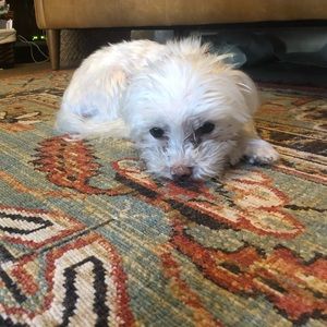 Meet your Posher, Emma